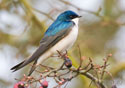 Tachycineta bicolor